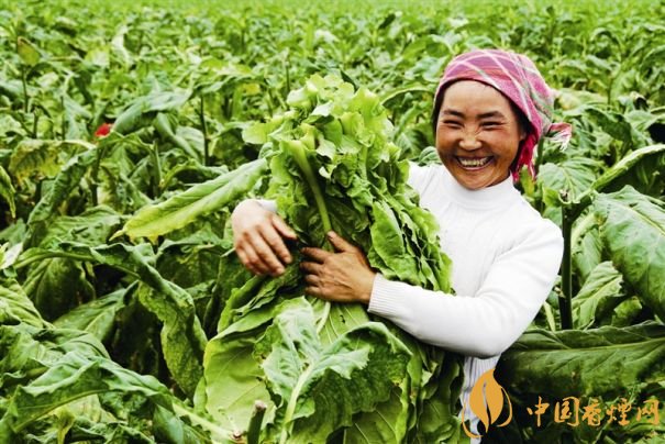 煙葉稅是什么，煙葉稅如何計(jì)算