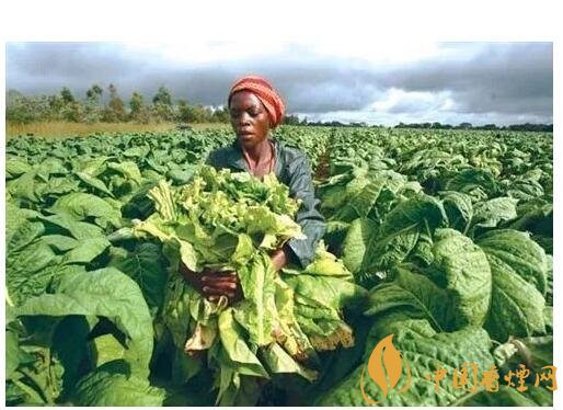 津巴布韋煙葉為什么好，黃金煙葉成為國寶